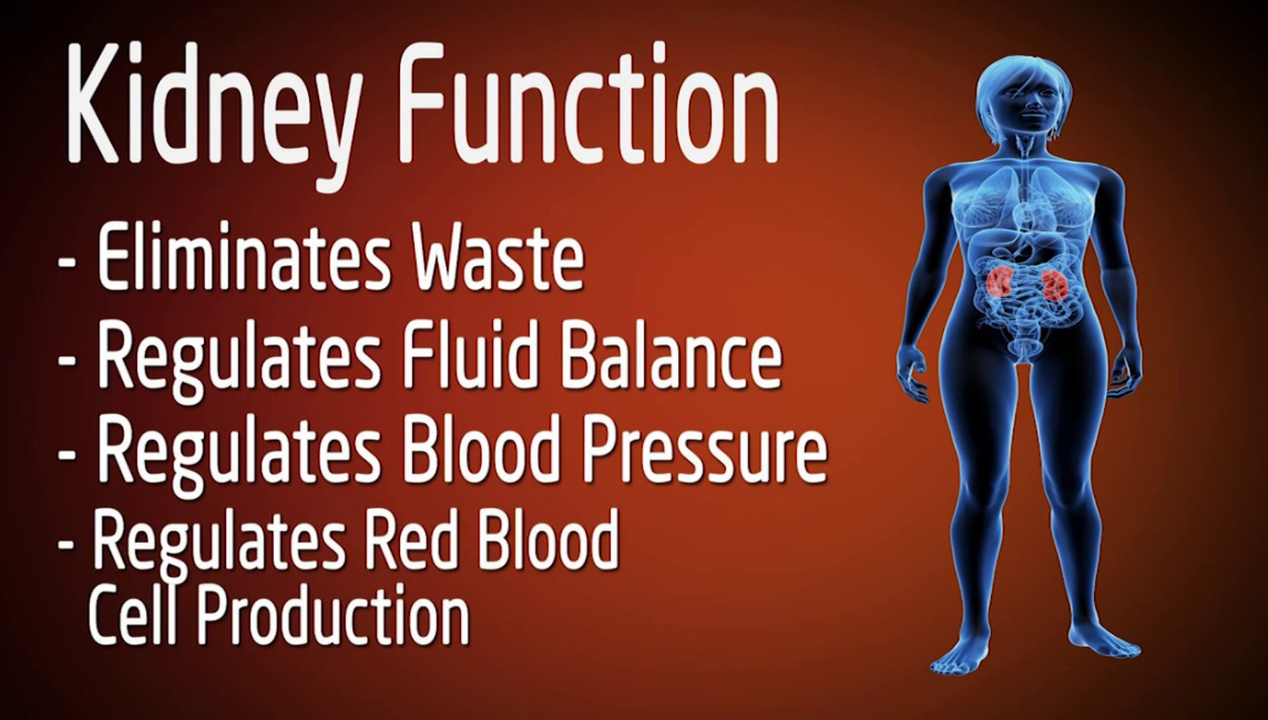 Which of the following is not a function of the kidneys?