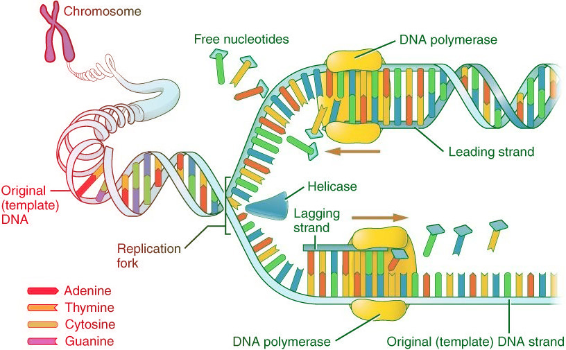 After DNA replication is completed, _____.