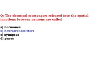The chemical messengers released into the spatial junctions between neurons are called