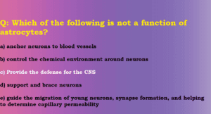 Which of the following is not a function of astrocytes