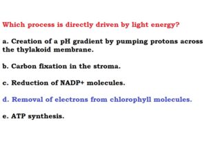 Which process is directly driven by light energy?