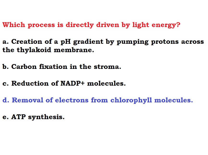Which process is directly driven by light energy?