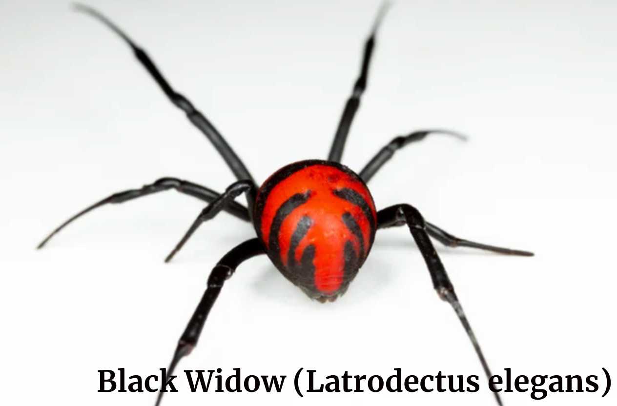 Black Widow (Latrodectus elegans)