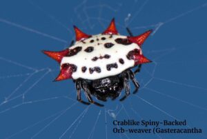 Crablike Spiny-Backed Orb-weaver (Gasteracantha cancriformis)