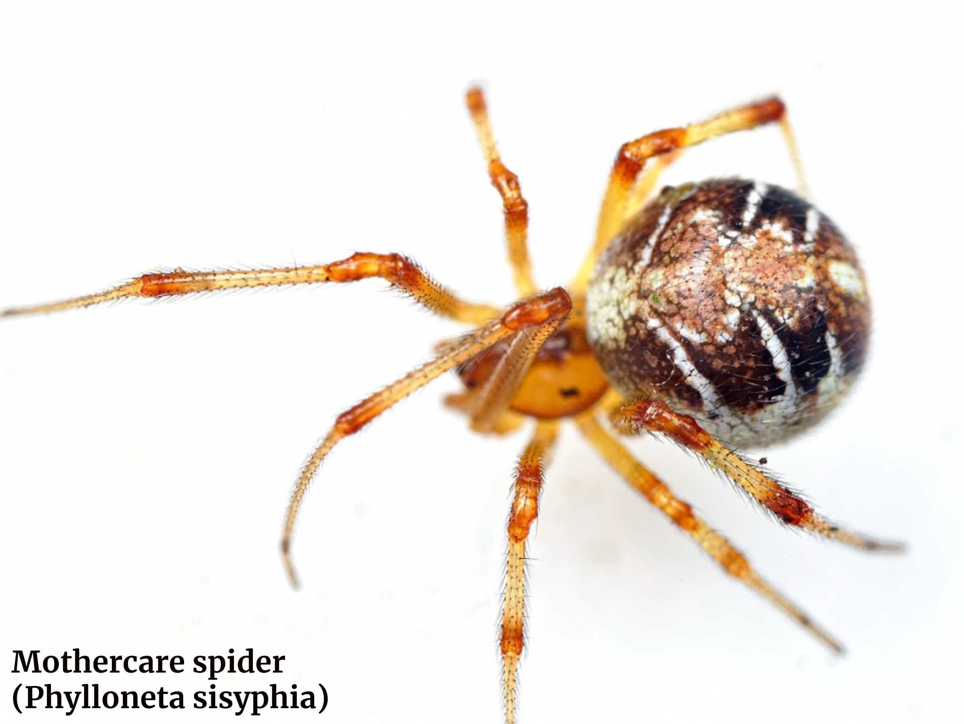 Mothercare spider (Phylloneta sisyphia)