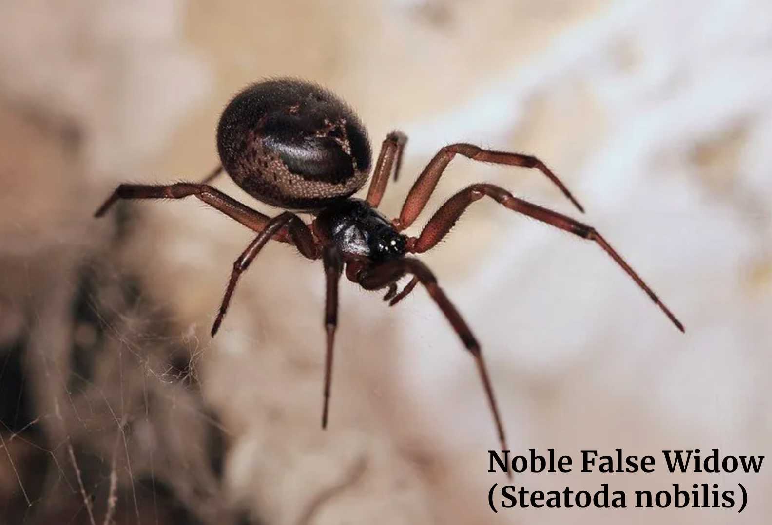 Noble False Widow (Steatoda nobilis)
