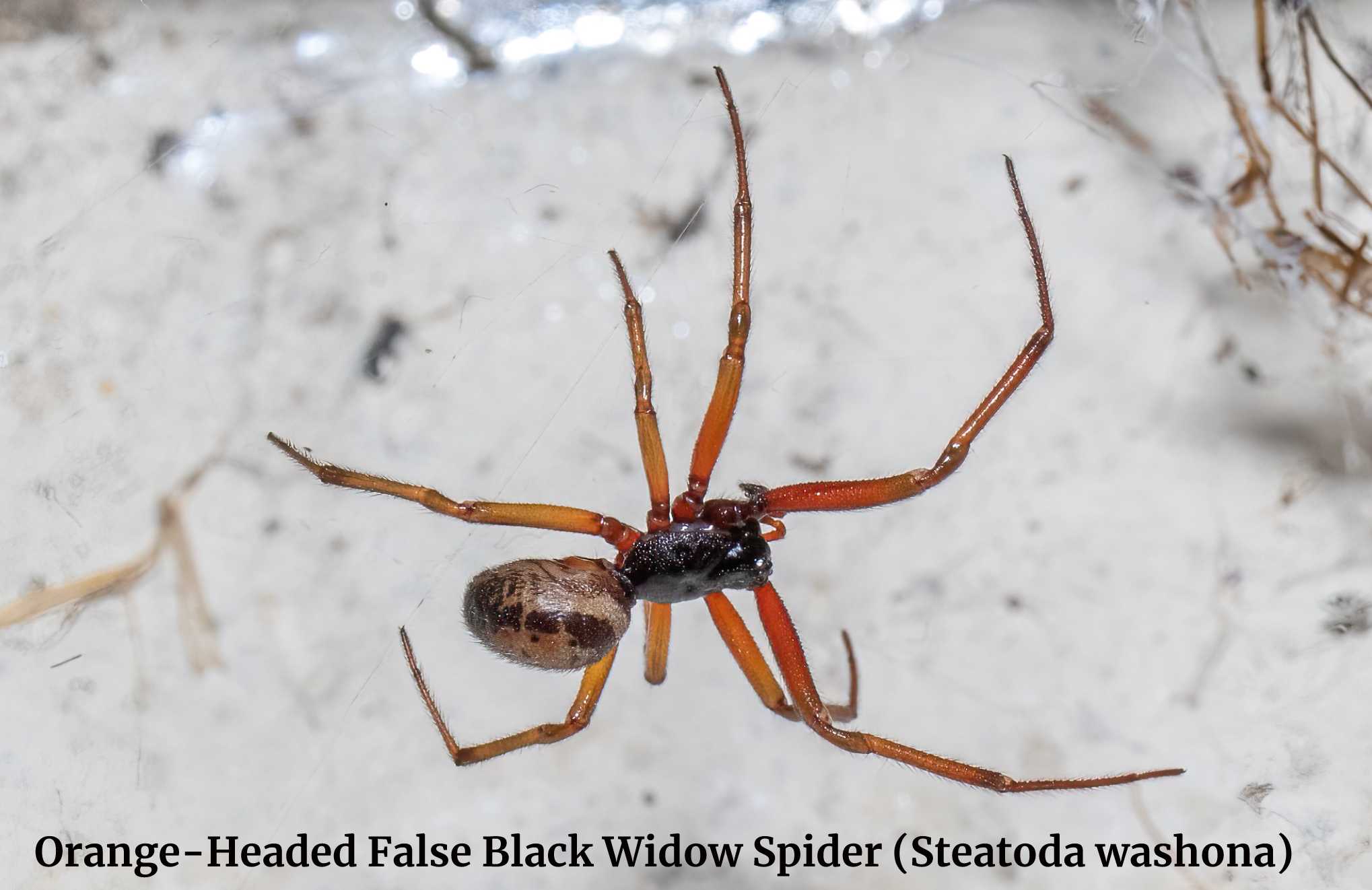Orange-Headed False Black Widow Spider (Steatoda washona)