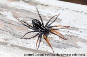 Spotted Ground Swift Spider (Nyssus coloripes)