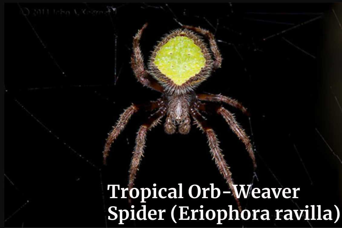 Tropical Orb-Weaver Spider (Eriophora ravilla)