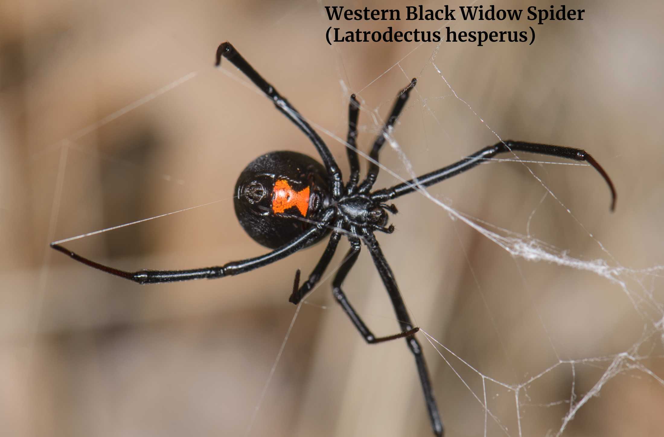 Western Black Widow Spider (Latrodectus hesperus)