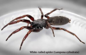 White-tailed spider (Lampona cylindrata)